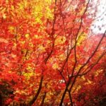 色づく秋の京都 詩仙堂