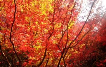 色づく秋の京都 詩仙堂