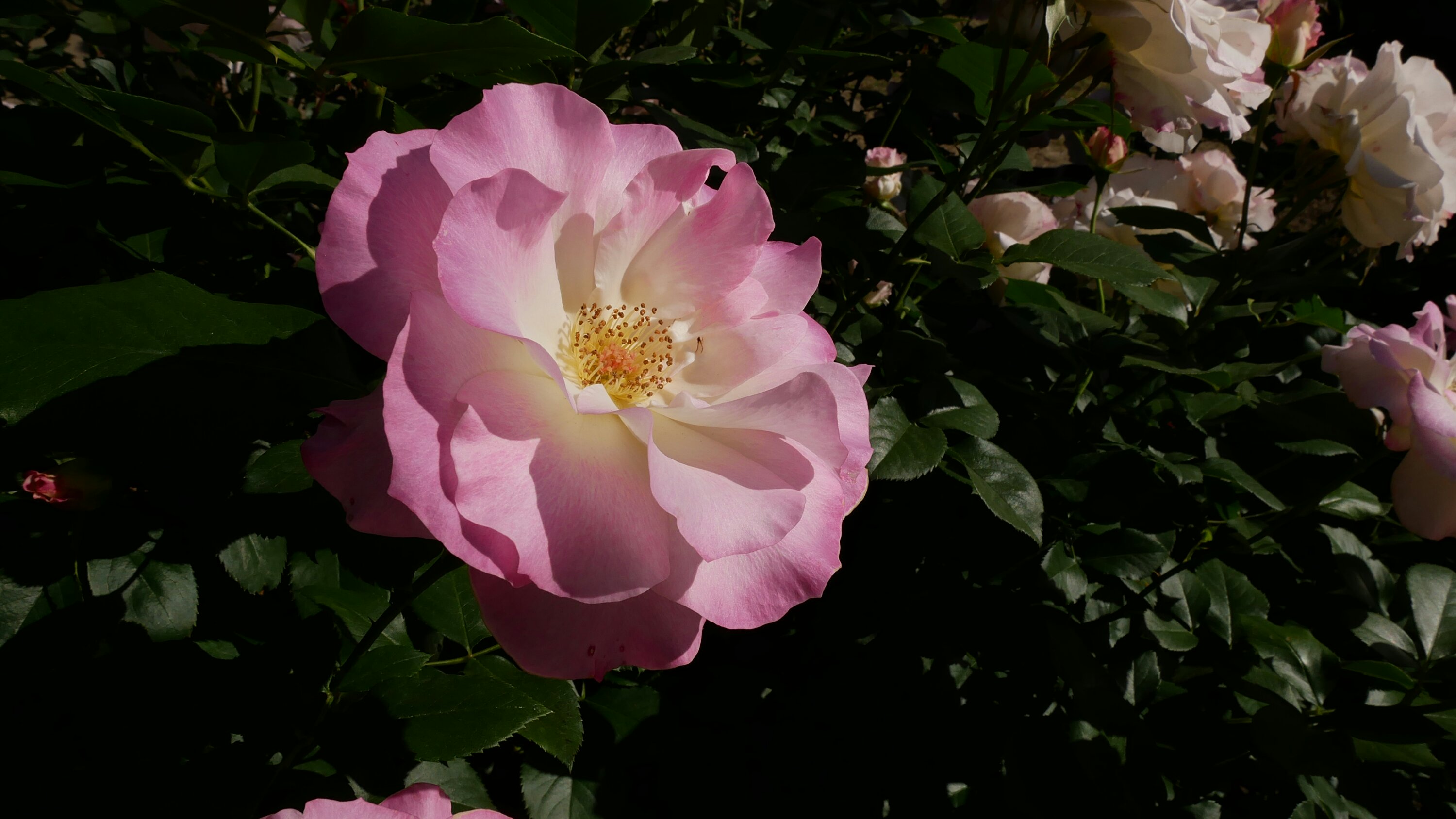 美しいバラ【マチルダ】＠京都府立植物園