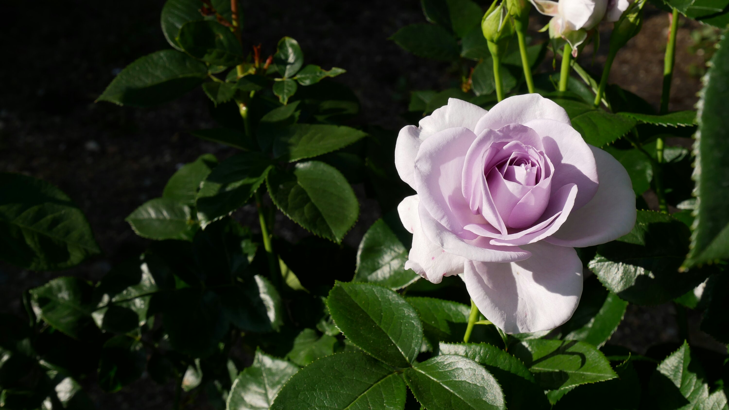 このバラが欲しい【ブルーバユー】＠京都府立植物園