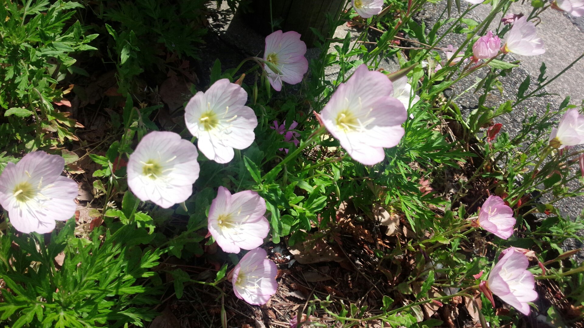 シリーズ抜けない雑草 ５月に薄いピンクの花を 情熱庭園
