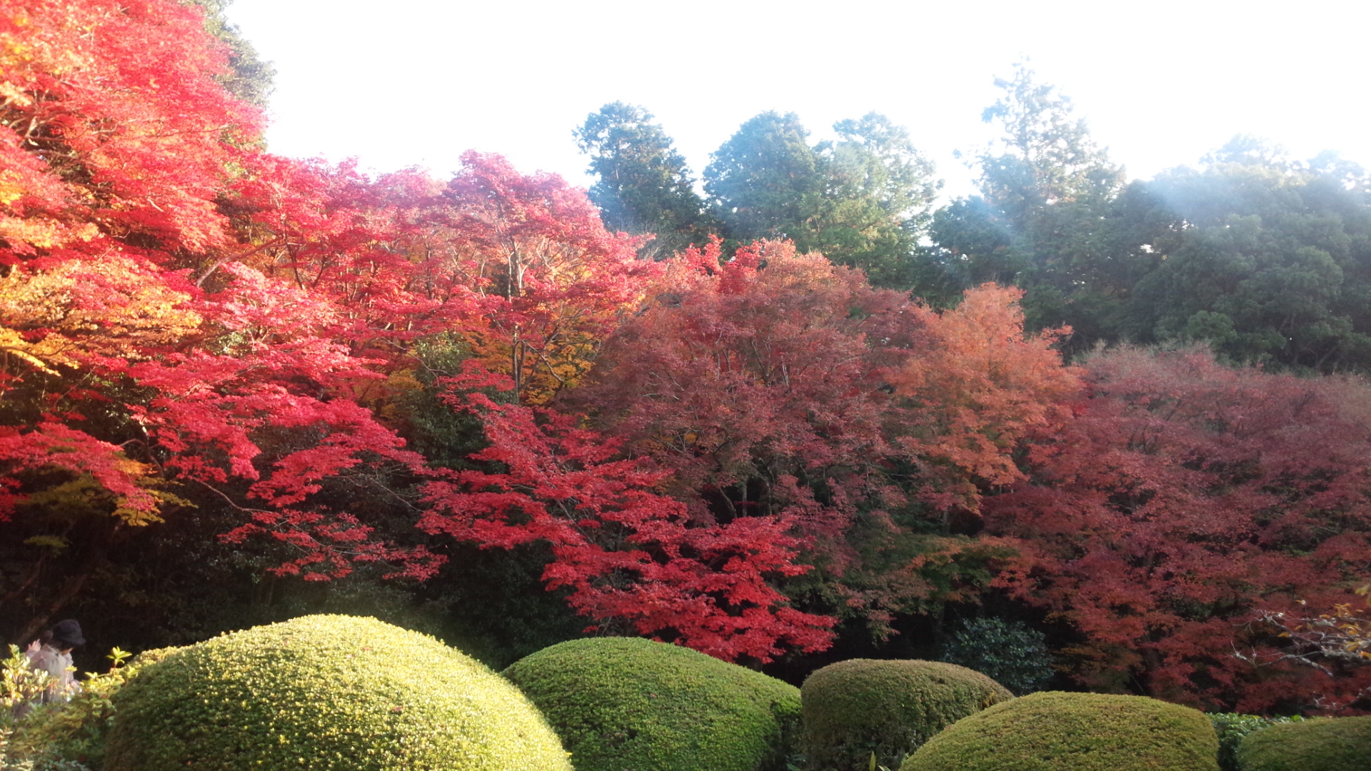 京都 詩仙堂の庭園