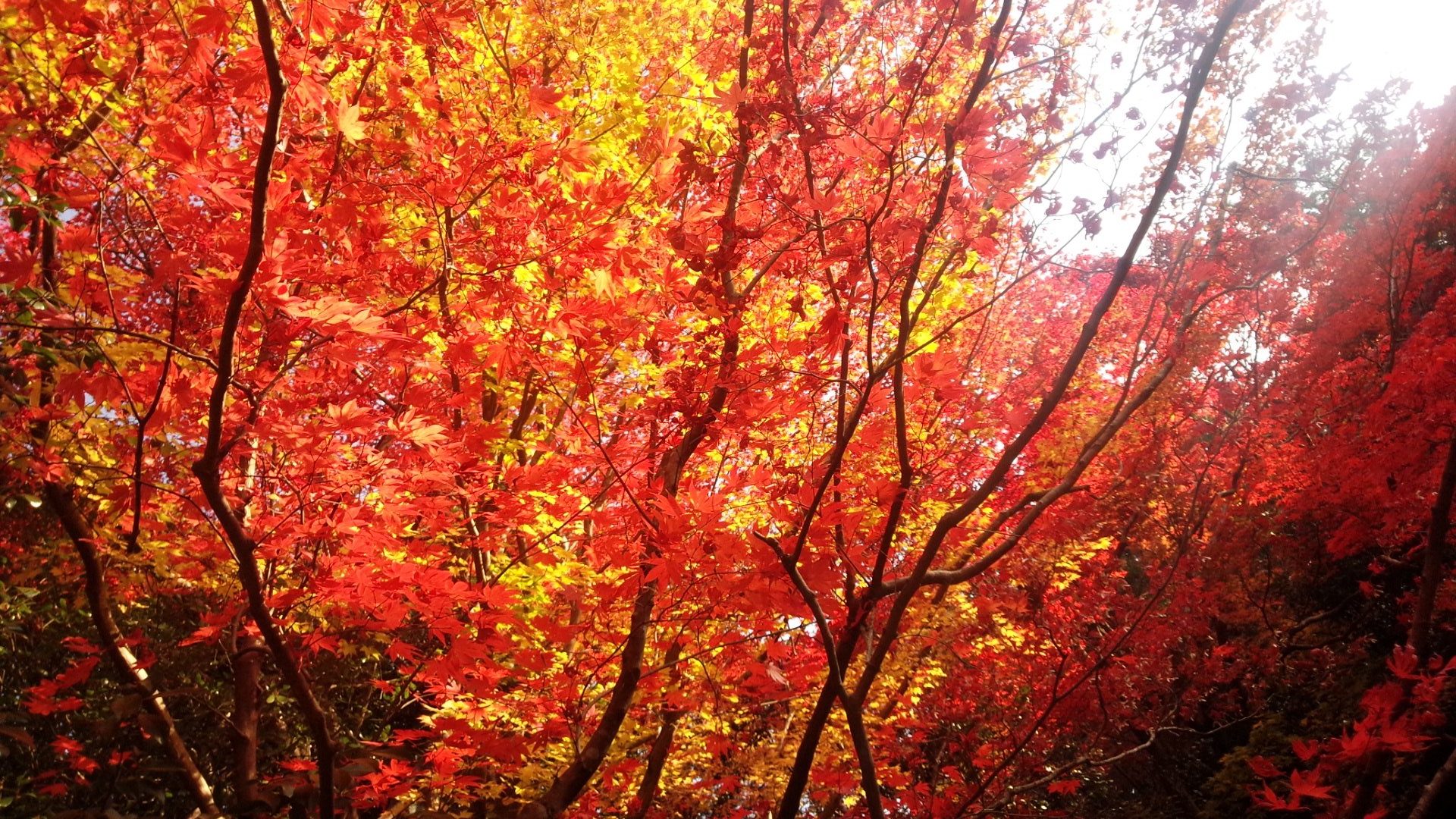 色づく秋の京都 詩仙堂の紅葉