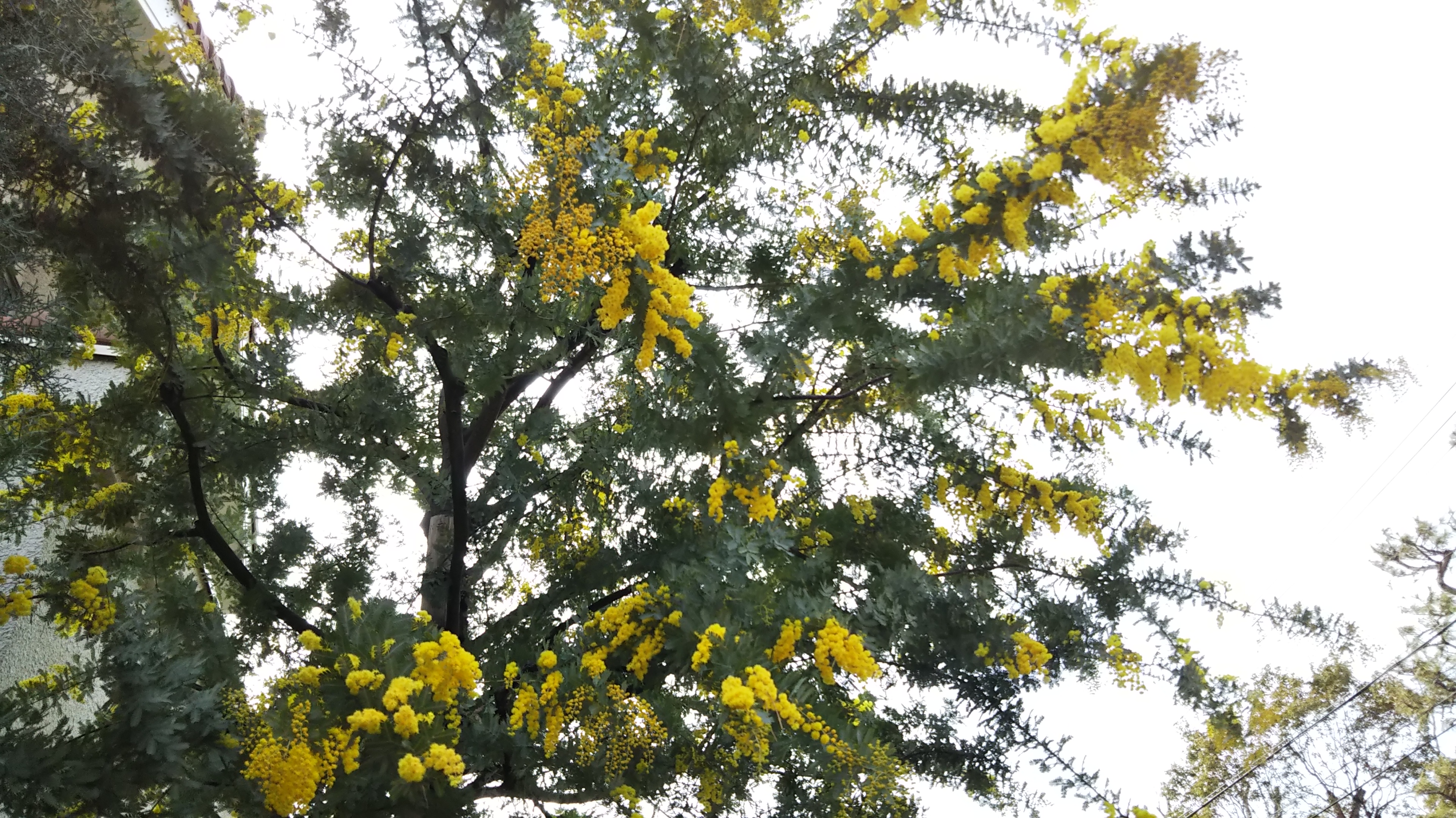 早春の黄色い花の代表格ミモザ