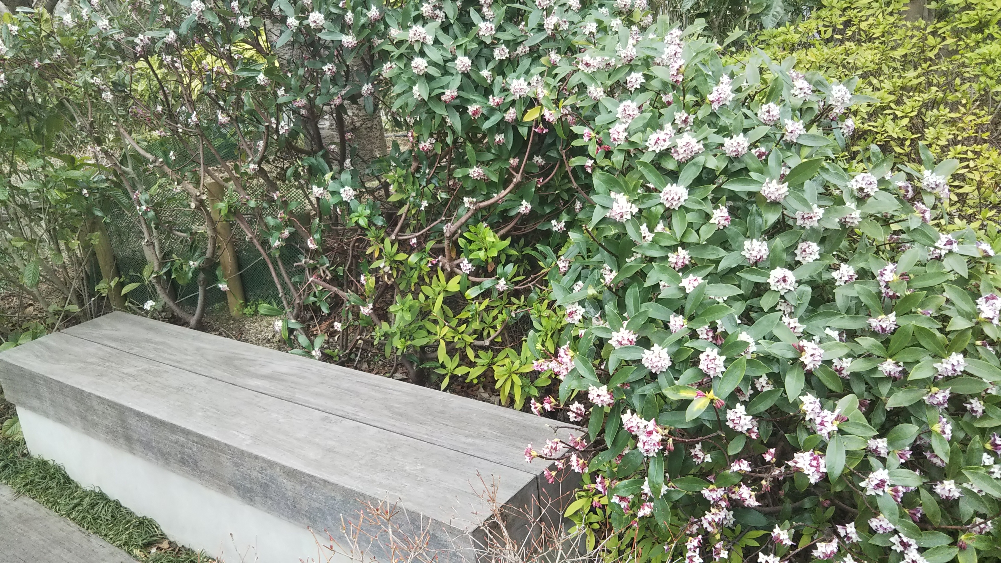 庭のイスを囲む沈丁花