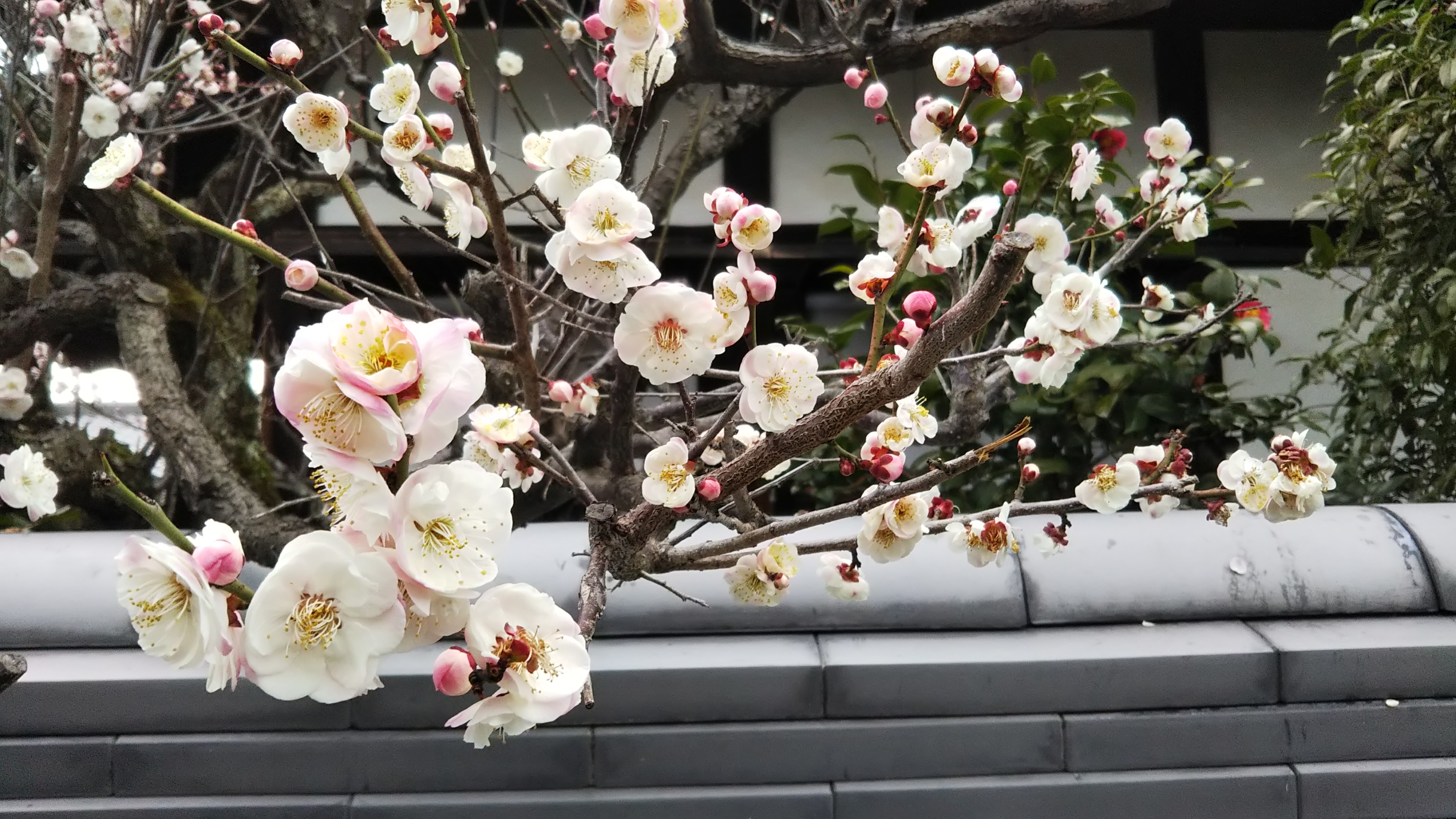 京都・随心院の梅