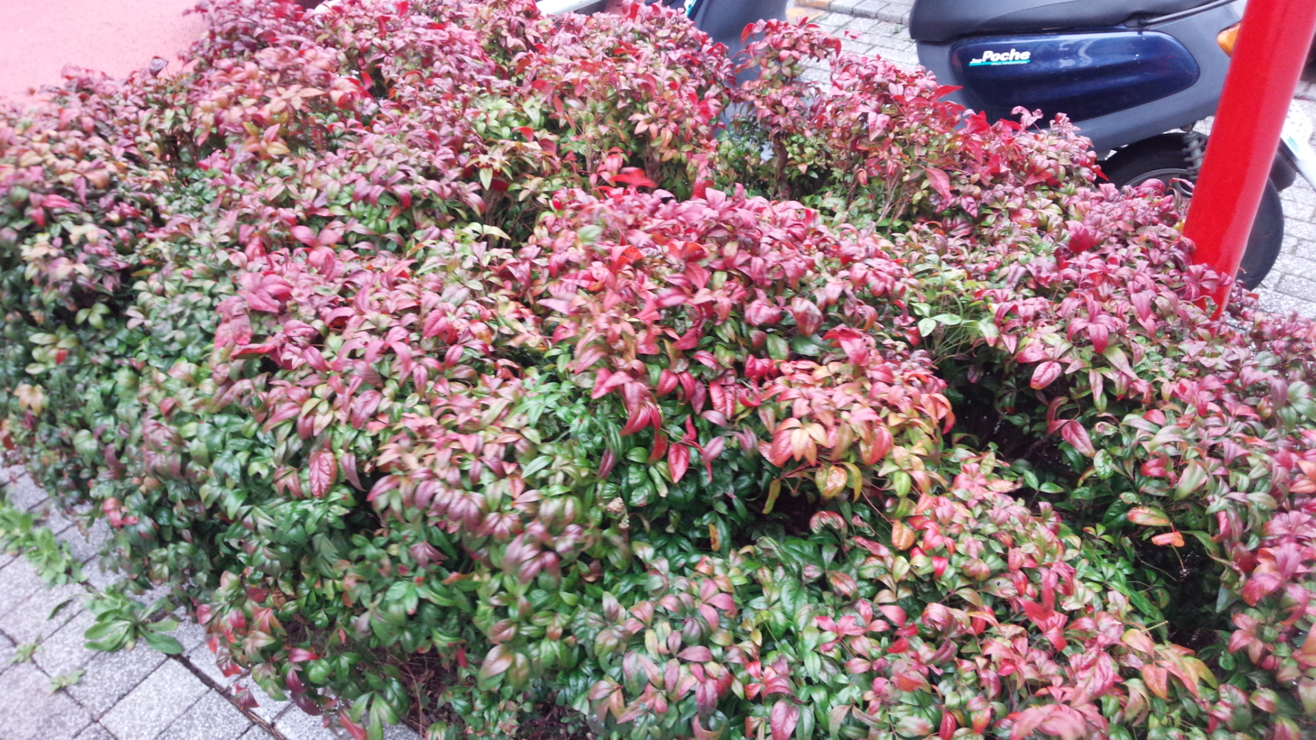 赤い葉を茂らせたい オタフクナンテン 育て方チェック 情熱庭園