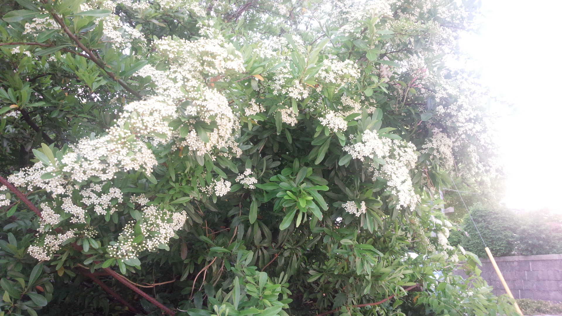 ピラカンサの白い花