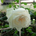 日本発の白バラ【新雪】