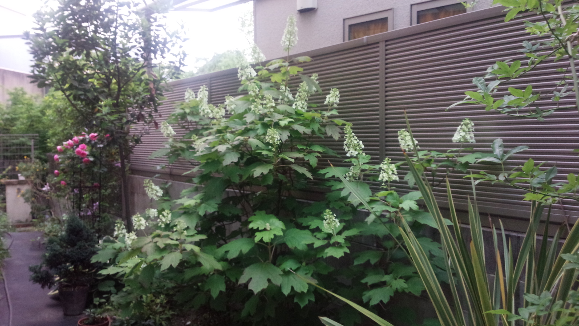 大きくなったカシワバアジサイ(5月下旬) このあと花が垂れてくる