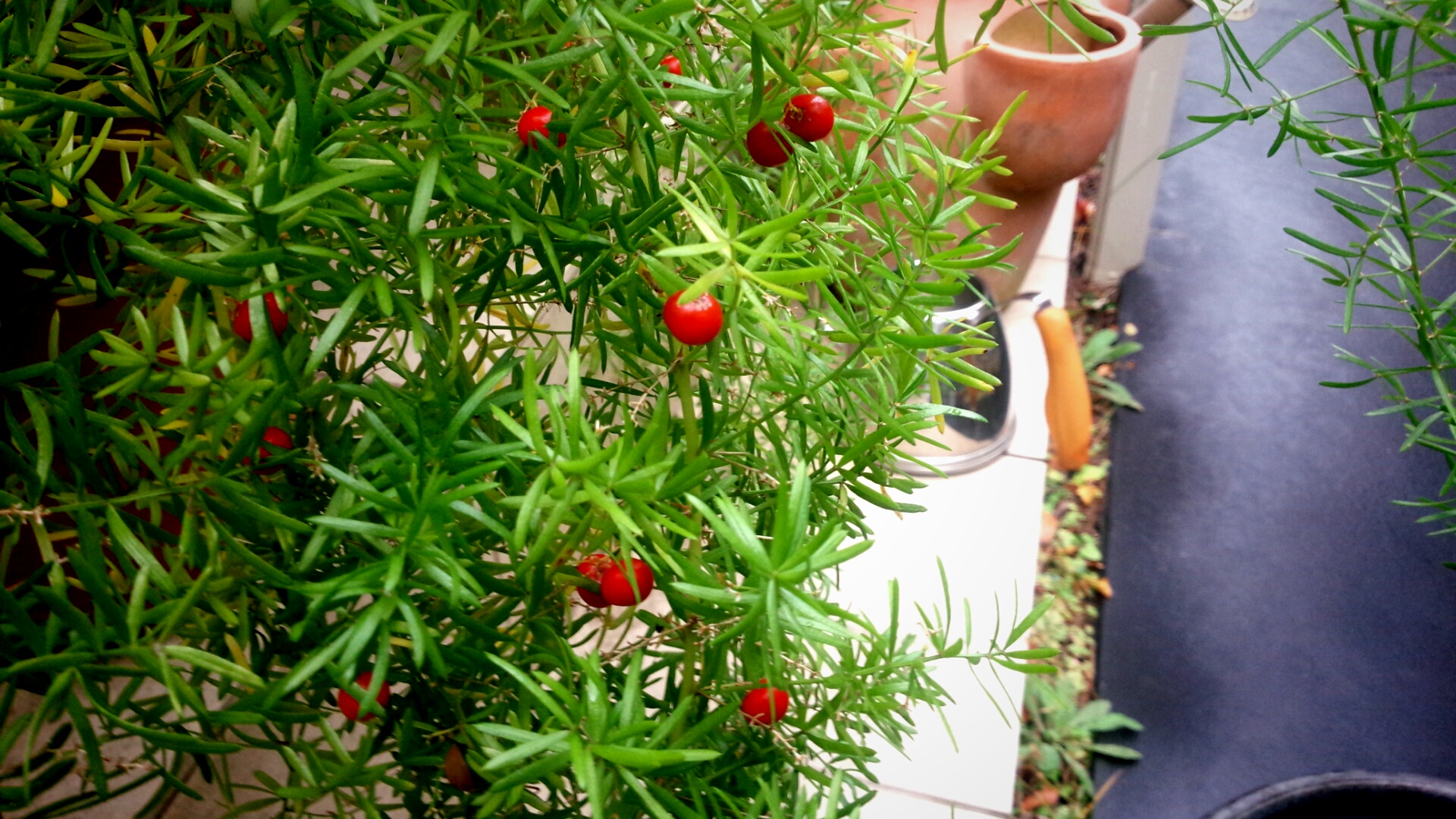 シリーズ赤い実 アスパラガス スプレンゲリーの育て方チェック 情熱庭園