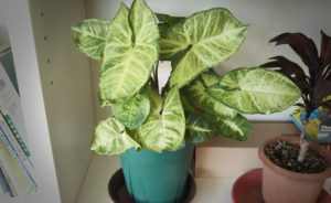 シンゴニウム・ポドフィラム