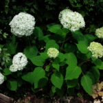花色が緑から白に向かう６月の【アナベル】