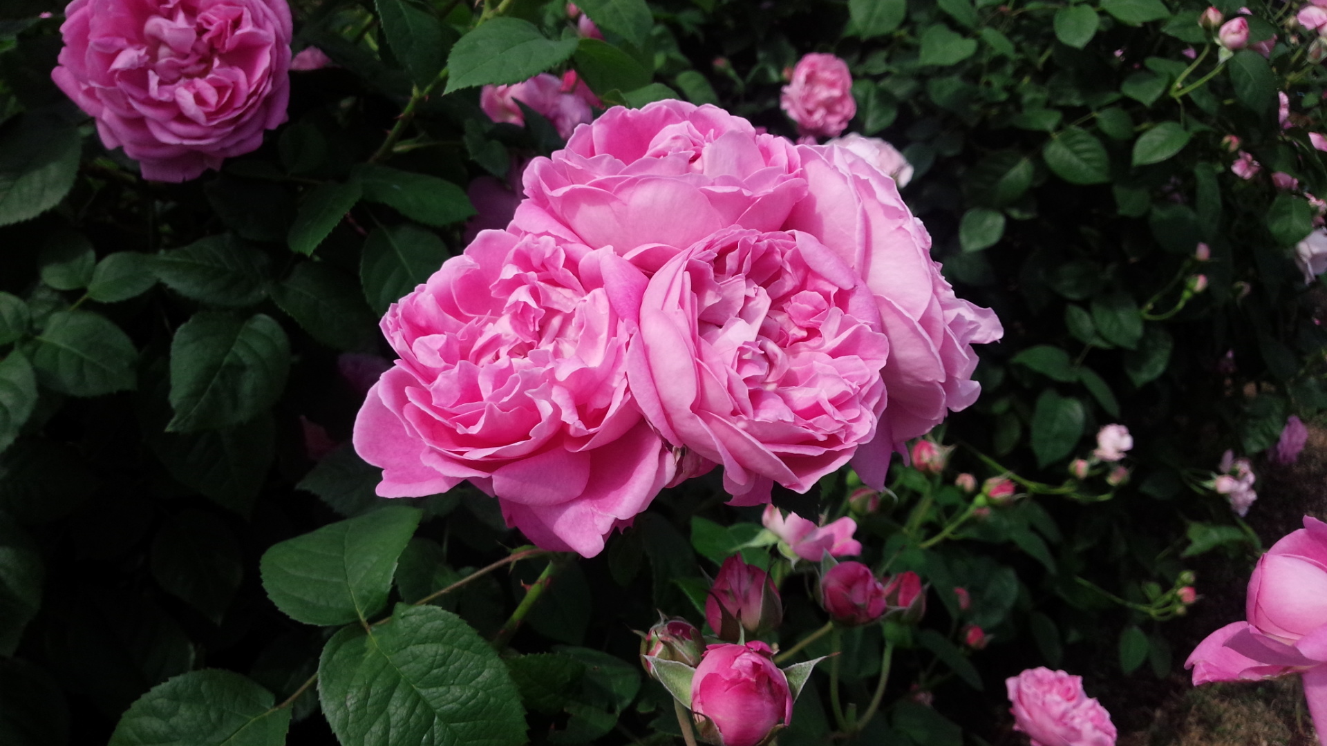 このバラが欲しい メアリーローズ 香りに惚れる 情熱庭園