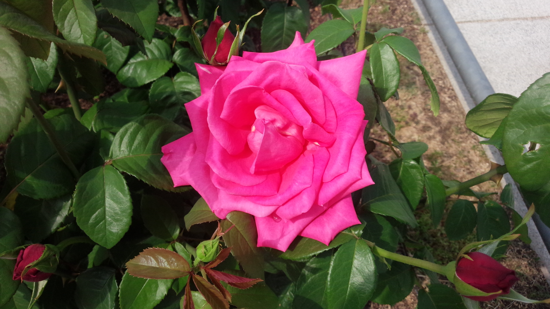 このバラが欲しい マリア カラス オペラ的ローズピンク 情熱庭園