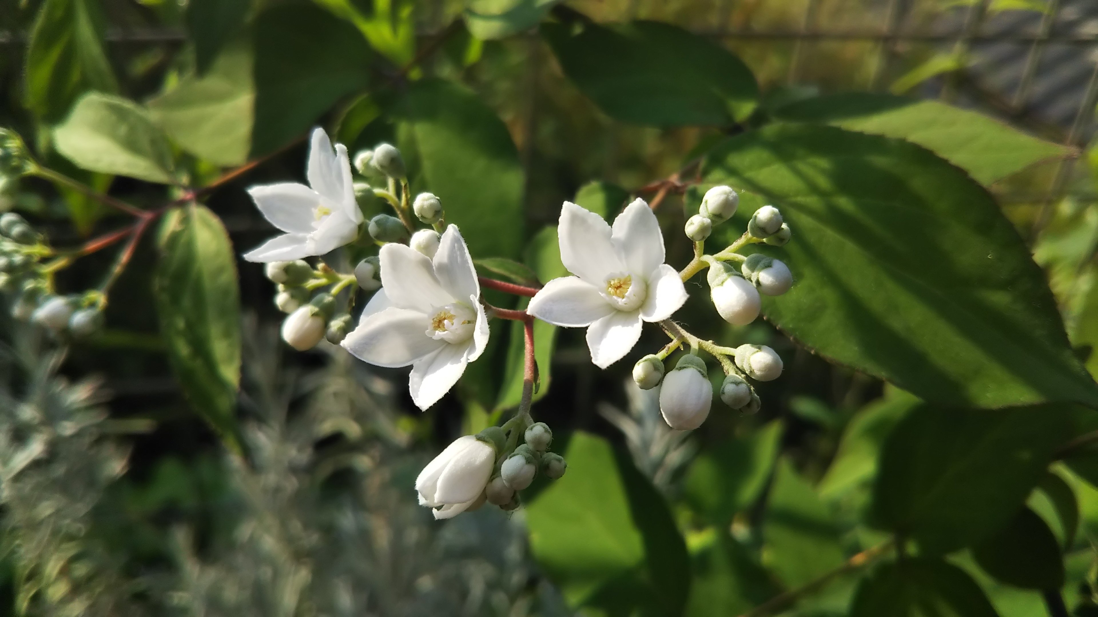 卯の花【マルバウツギ】５月の開花