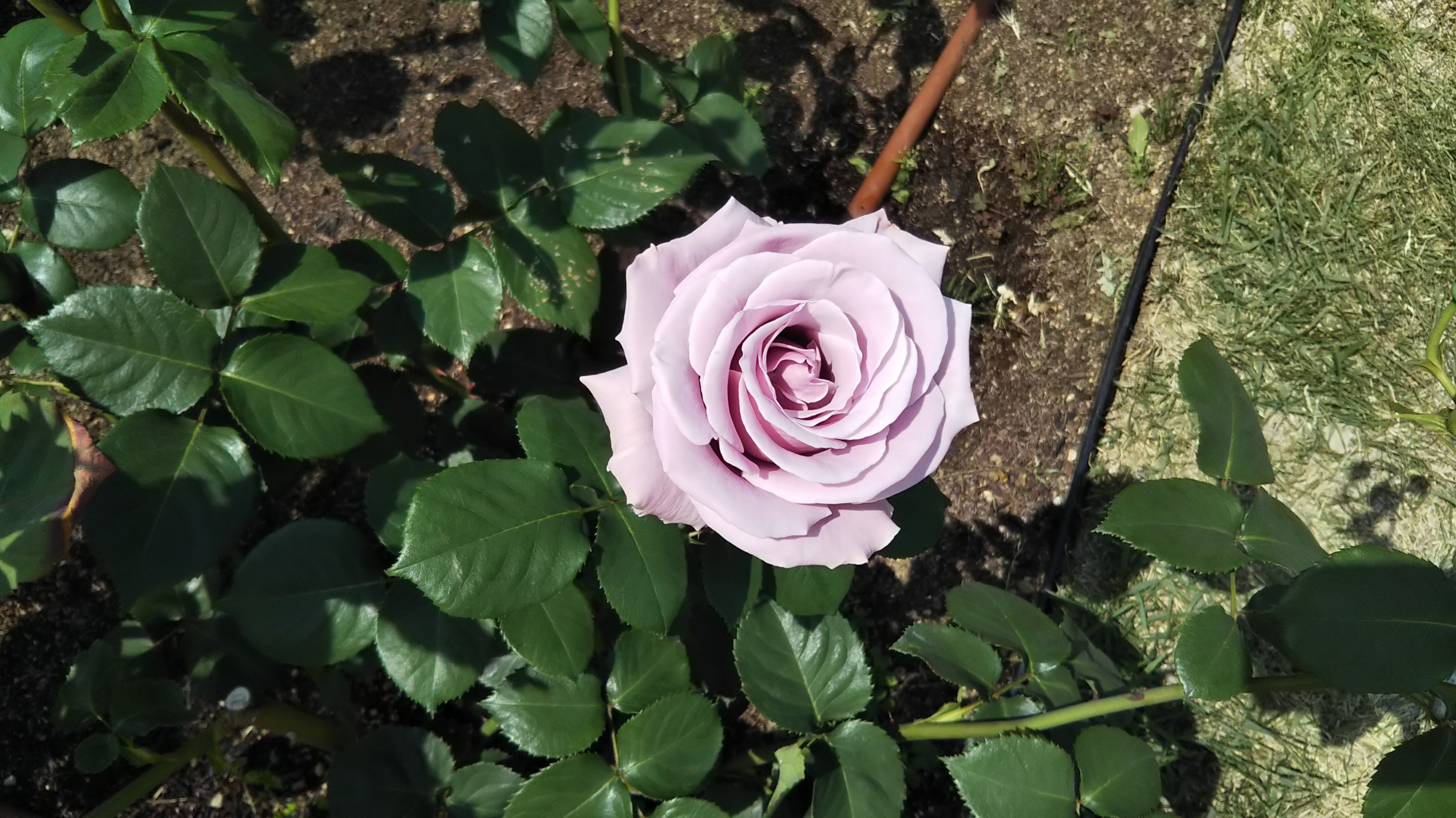 このバラを知るべし スターリングシルバー 青バラの元祖 情熱庭園