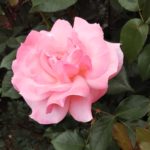世界バラ殿堂入りの名花【クイーン・エリザベス】京都府立植物園 バラ園にて☺️ｲｲﾈ