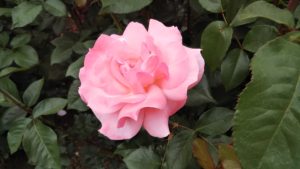 世界バラ殿堂入りの名花【クイーン・エリザベス】京都府立植物園 バラ園にて☺️ｲｲﾈ