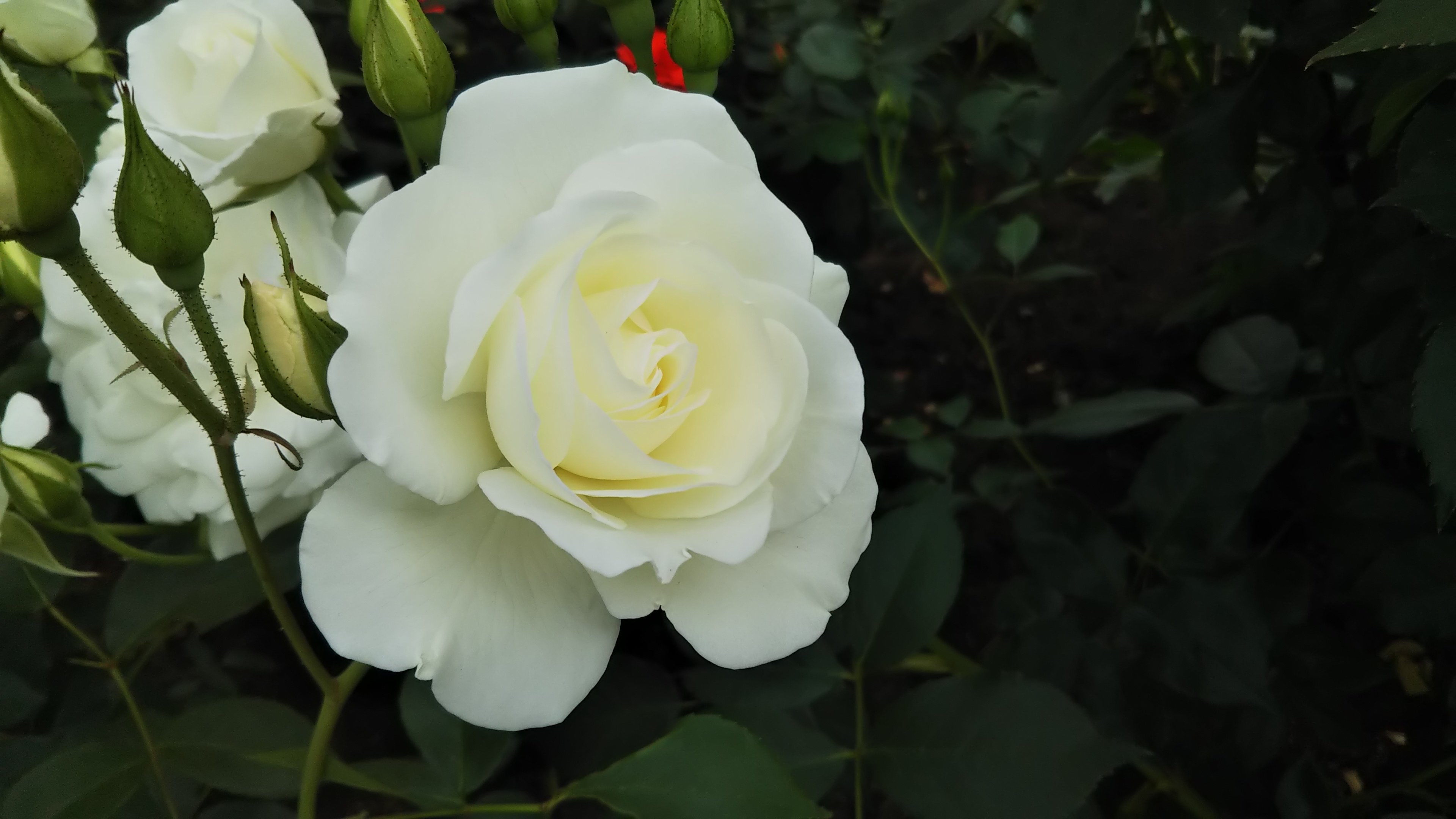 超有名な白バラ【アイスバーグ】京都府立植物園 バラ園にて☺️ｲｲﾈ