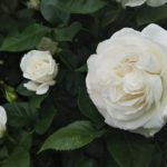 美し過ぎる白バラ【アンナプルナ】その名前の由来は…⁉️