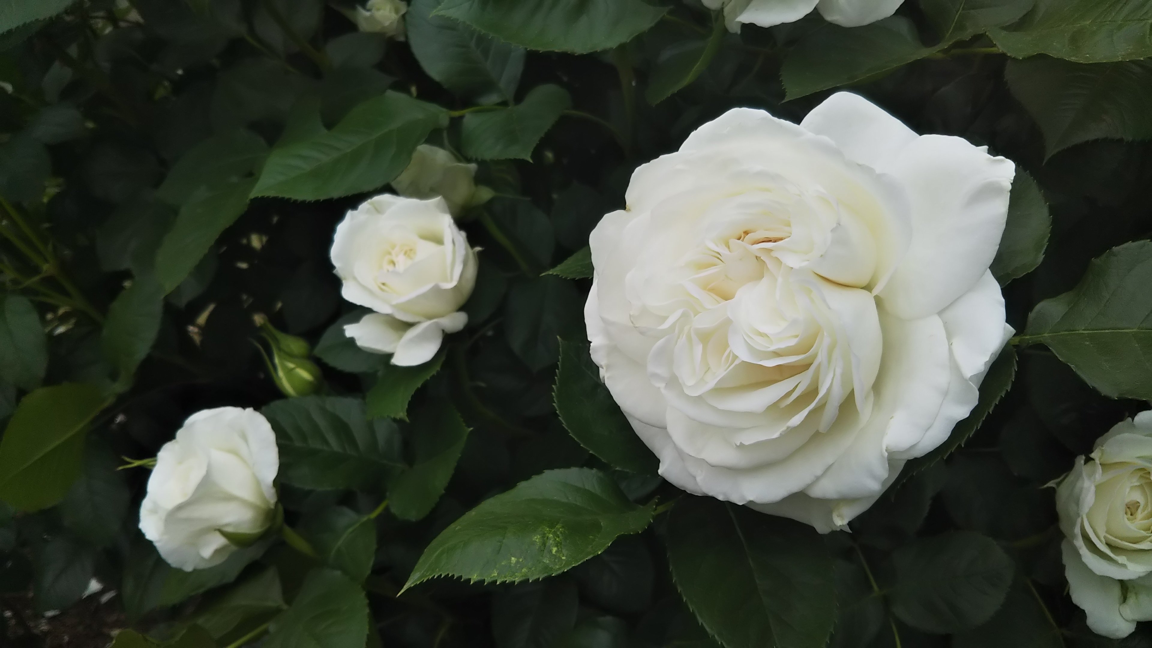 香りが強い 白バラ アンナプルナ このバラが欲しい 情熱庭園
