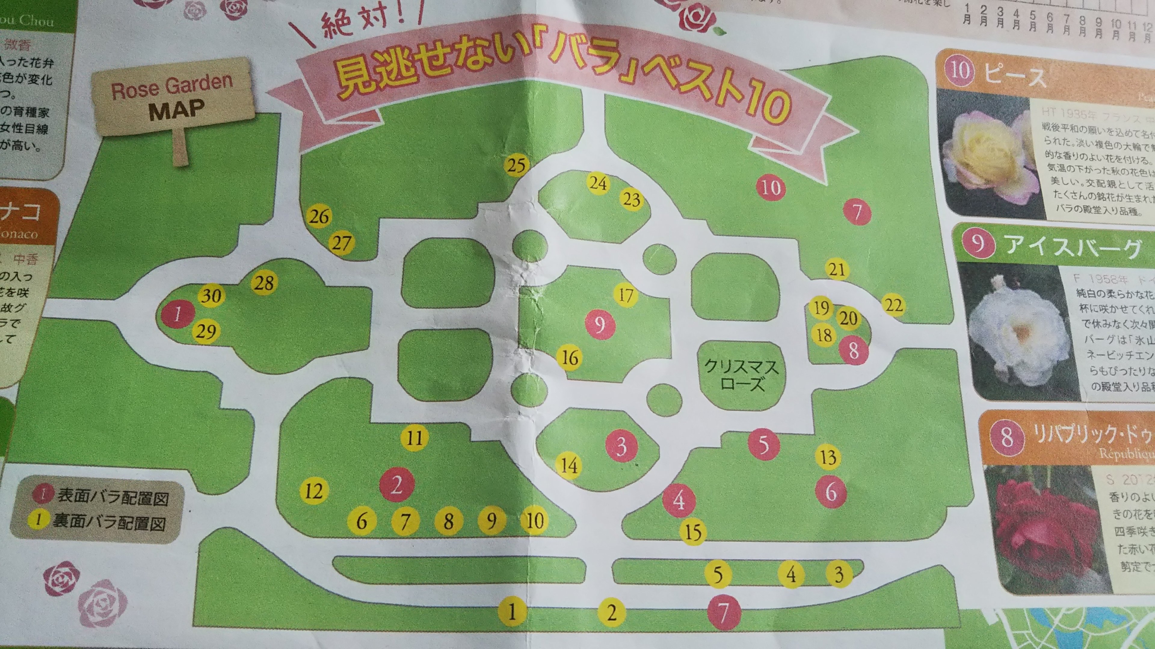 京都府立植物園のばら園マップ 見逃せないバラベスト10