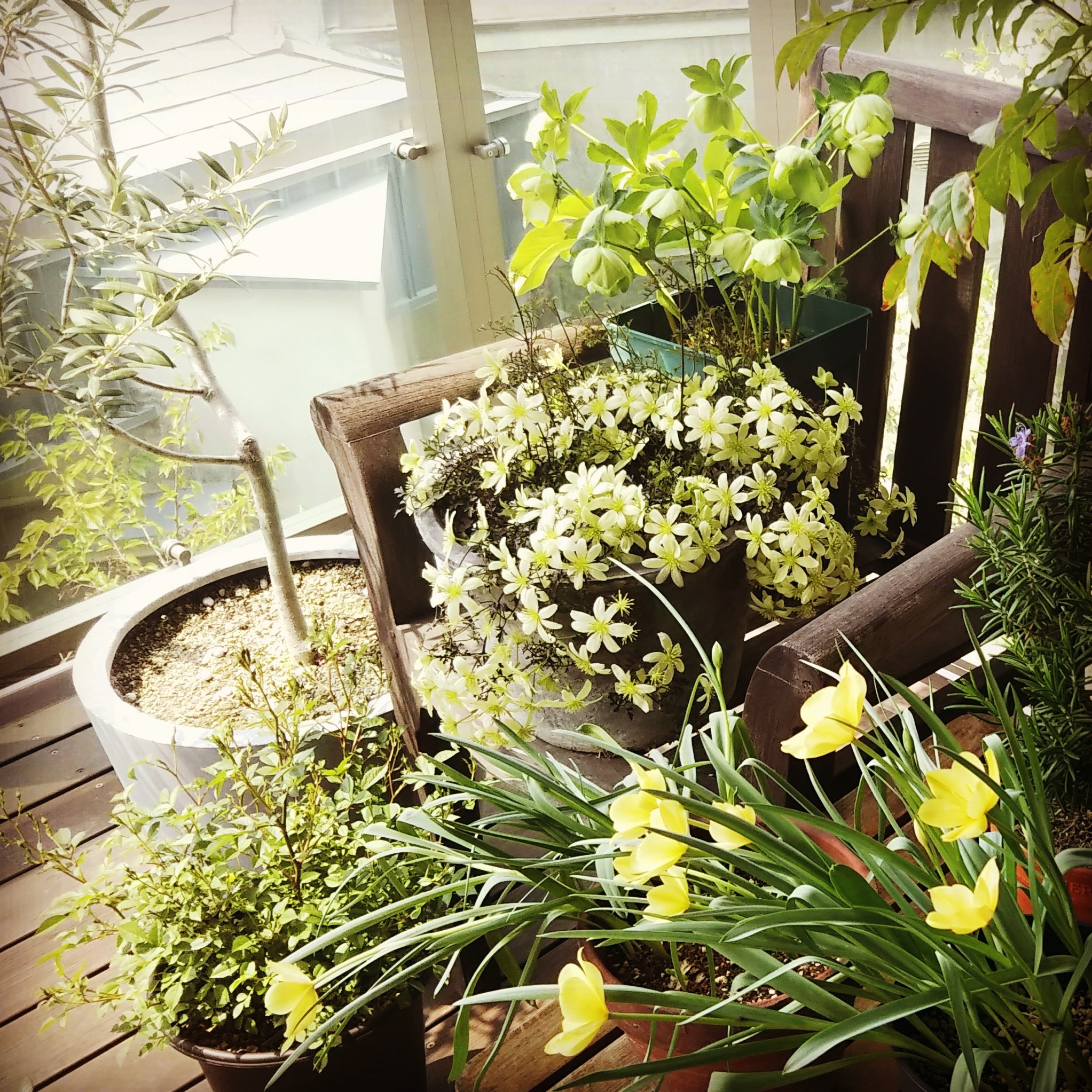 ４月のバルコニー。好きな植物に囲まれて…