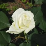 気品に満ち溢れた白バラ【ロイヤルプリンセス】＠大阪 中之島バラ園