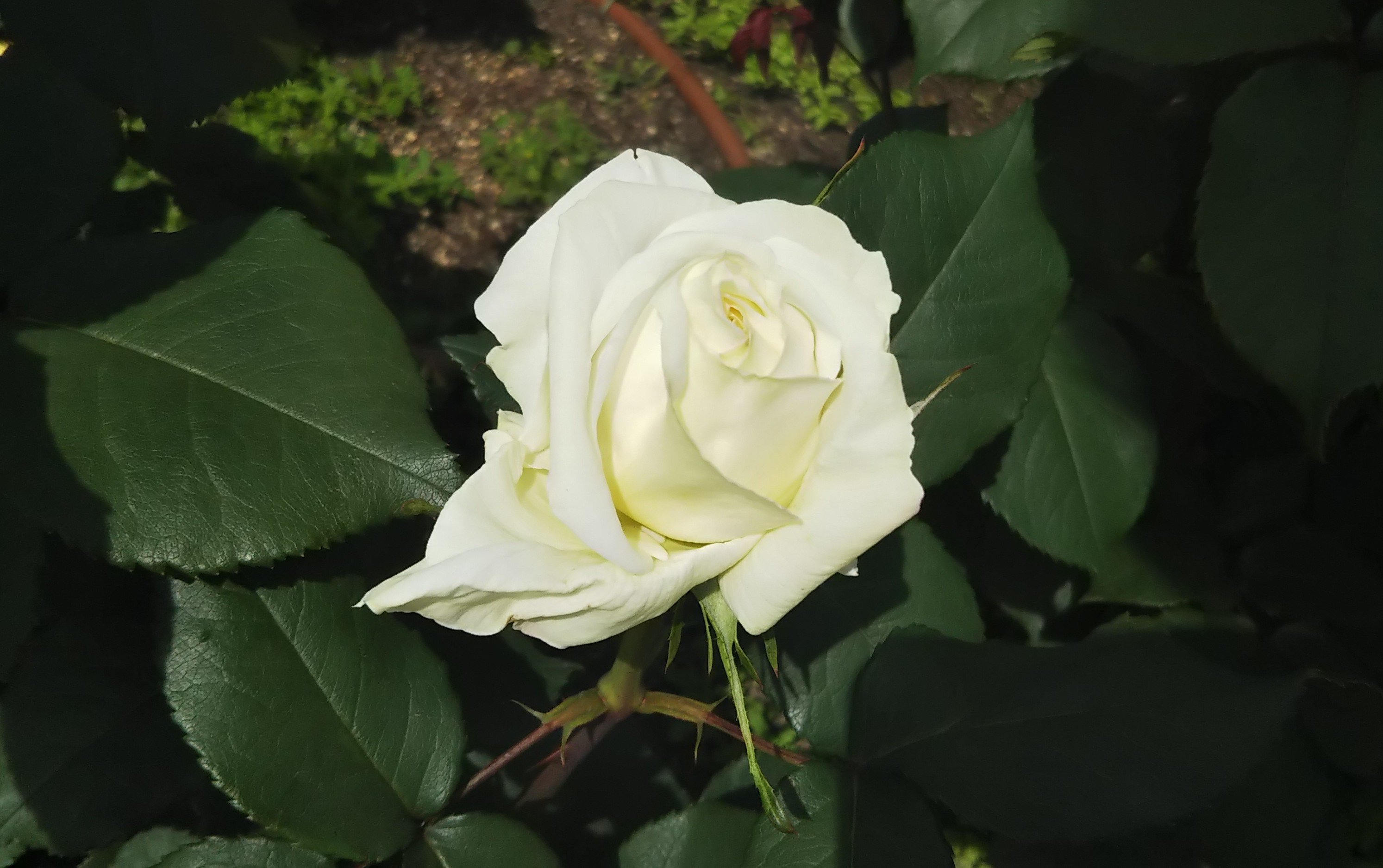 このバラが欲しい ロイヤルプリンセス って日本のこと 情熱庭園