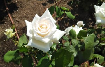 100年の時を経て今なお美しい白バラ【マダム ジュール ブーシェ】