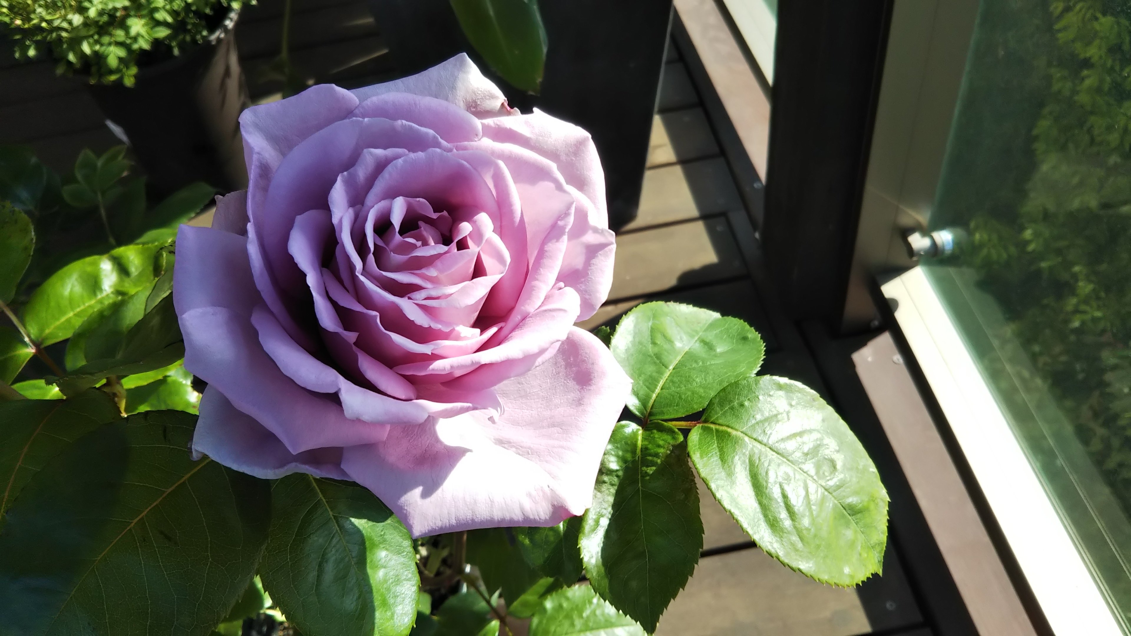 彩りも芳香も最高のバラ ブルームーン の詳細と育て方チェック The Garden Of Passion