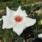 一重平咲きの美しい白バラ【ホワイト ウィングス】