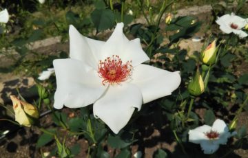 一重平咲きの美しい白バラ【ホワイト ウィングス】