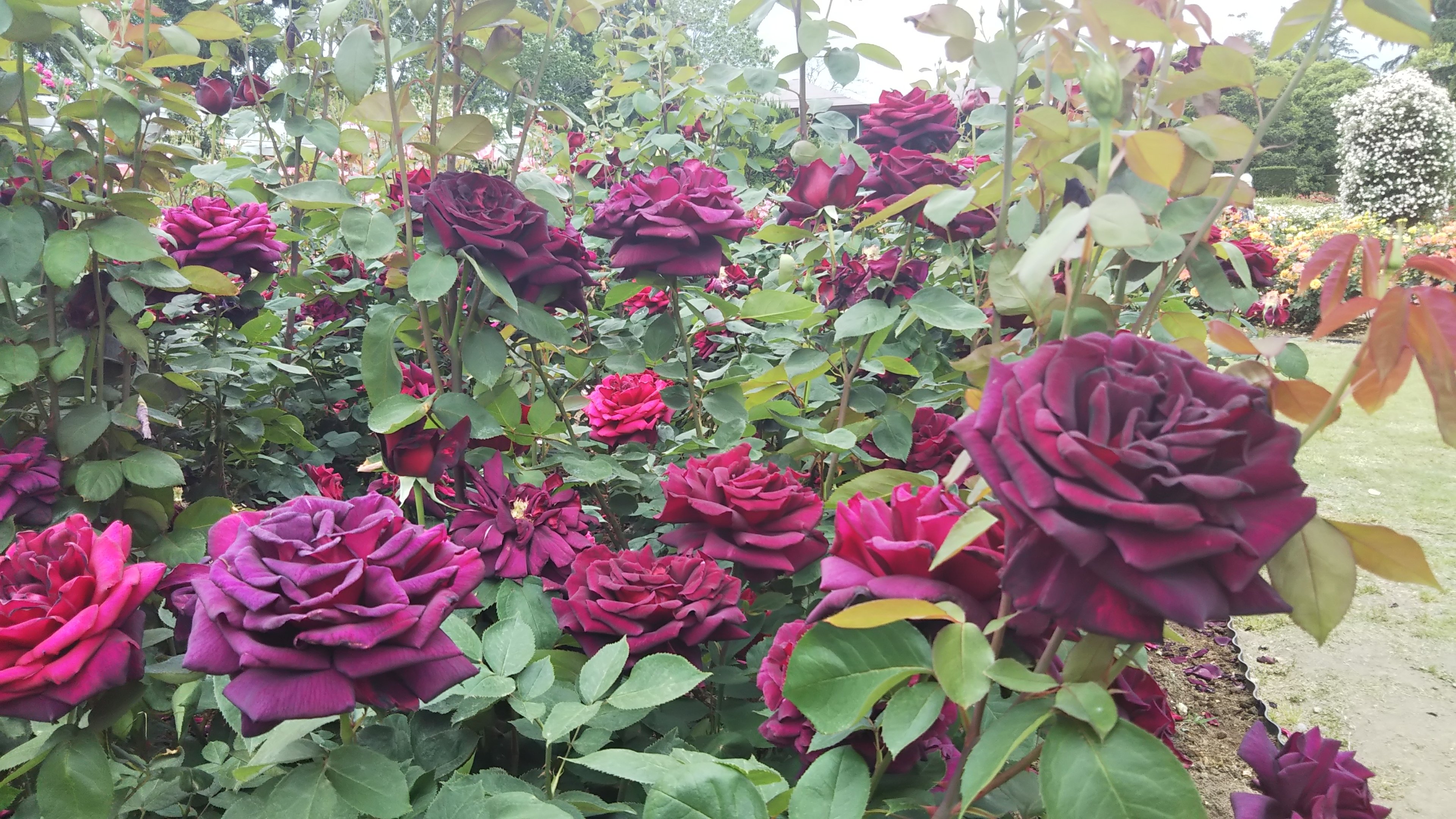 『黒バラ』と呼ばれる濃厚な紅バラ【オクラホマ】京都府立植物園 バラ園にて☺️ｲｲﾈ!