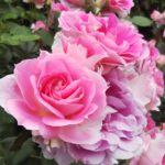 手間いらずのバラ【ケアフリーワンダー】京都府立植物園 バラ園にて☺️ｲｲﾈ