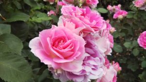 手間いらずのバラ【ケアフリーワンダー】京都府立植物園 バラ園にて☺️ｲｲﾈ