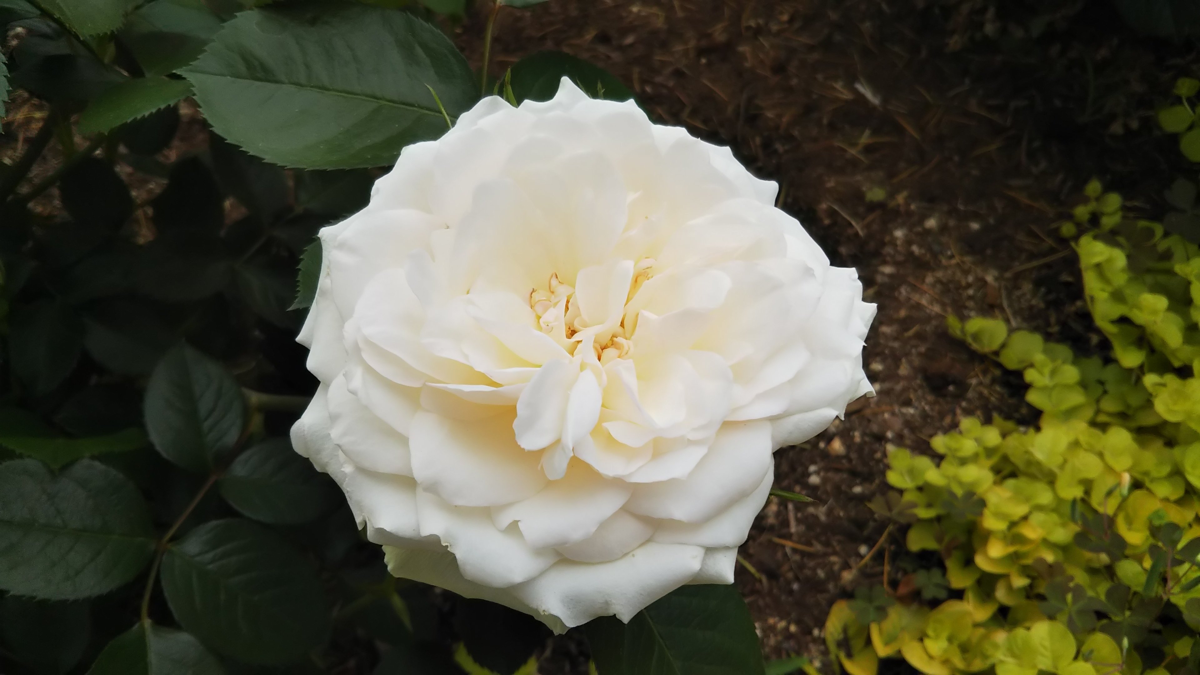 白バラ【プリンセスオブウェールズ】の売り上げの一部は英国肺病基金の活動に寄付される。