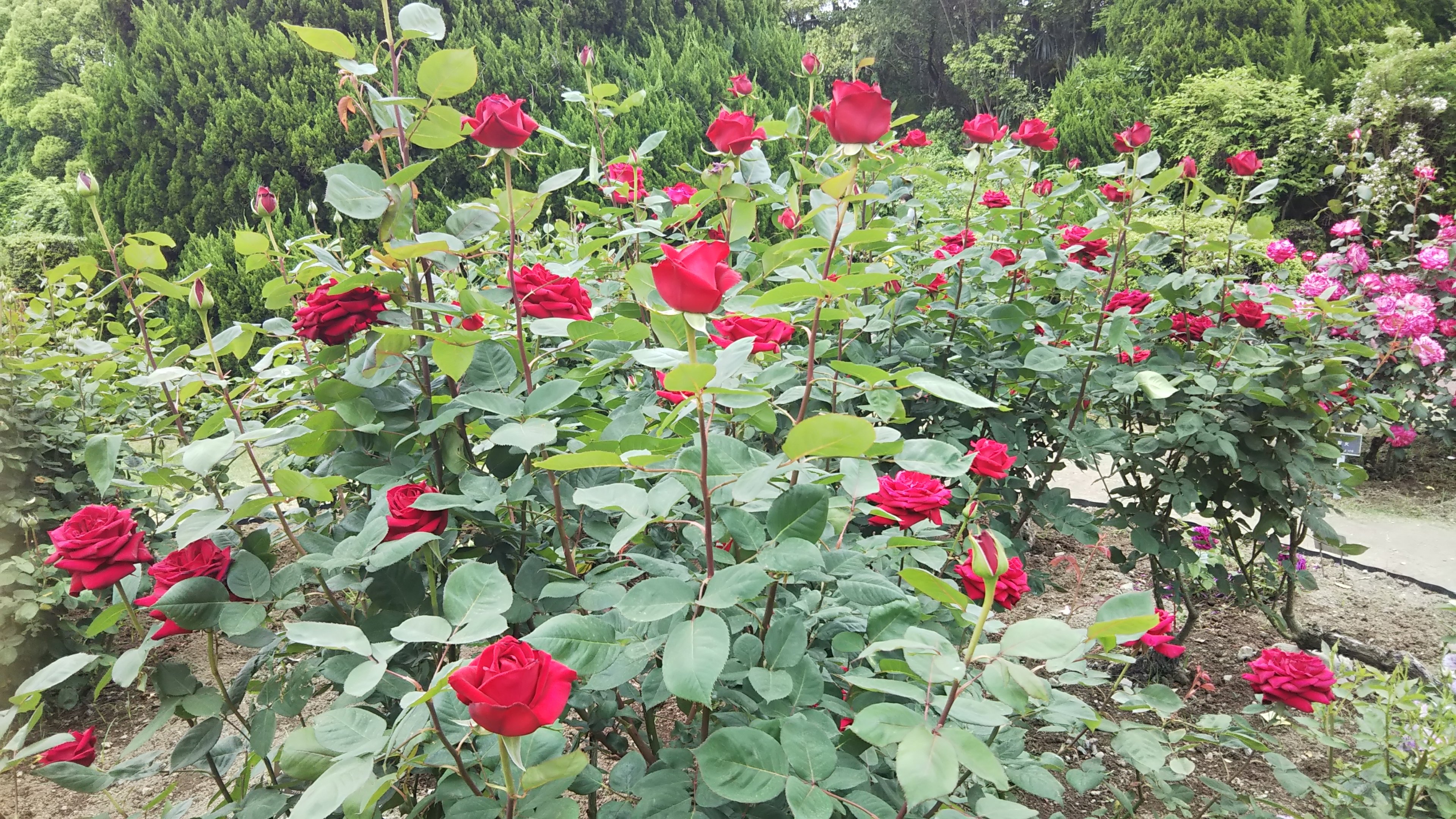 紅バラ【グランドマスターピース】京都府立植物園 バラ園にて☺️ｲｲﾈ