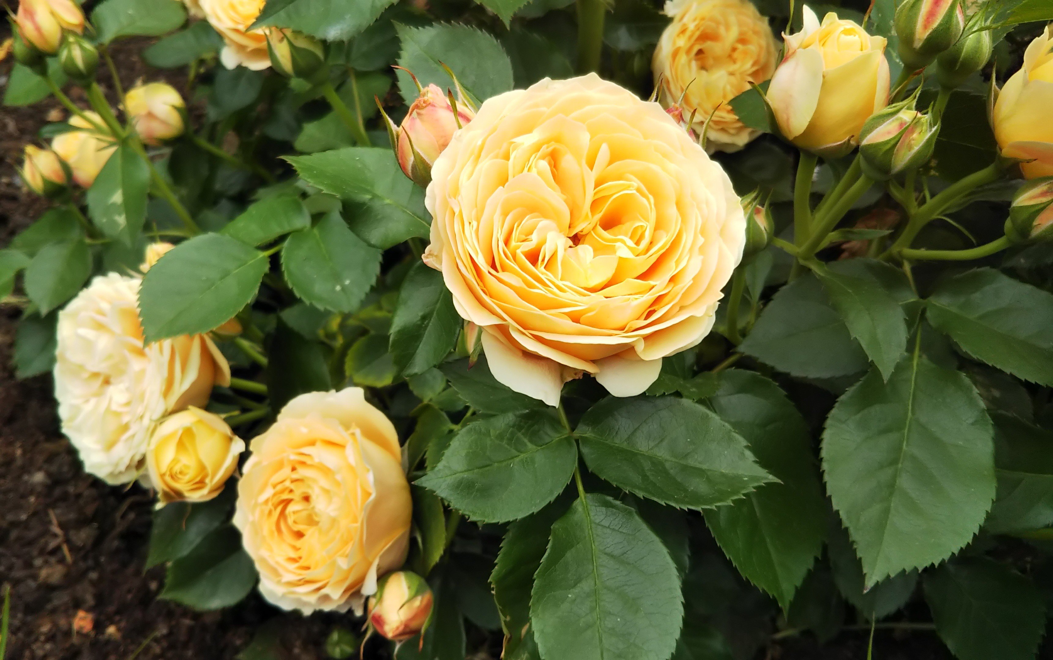香りの強いビタミンカラー ラ ドルチェ ヴィータ このバラが欲しい 情熱庭園