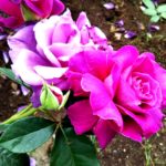 深い赤紫の妖艶なバラ【イントリーグ】京都府立植物園 バラ園にて☺️ｲｲﾈ
