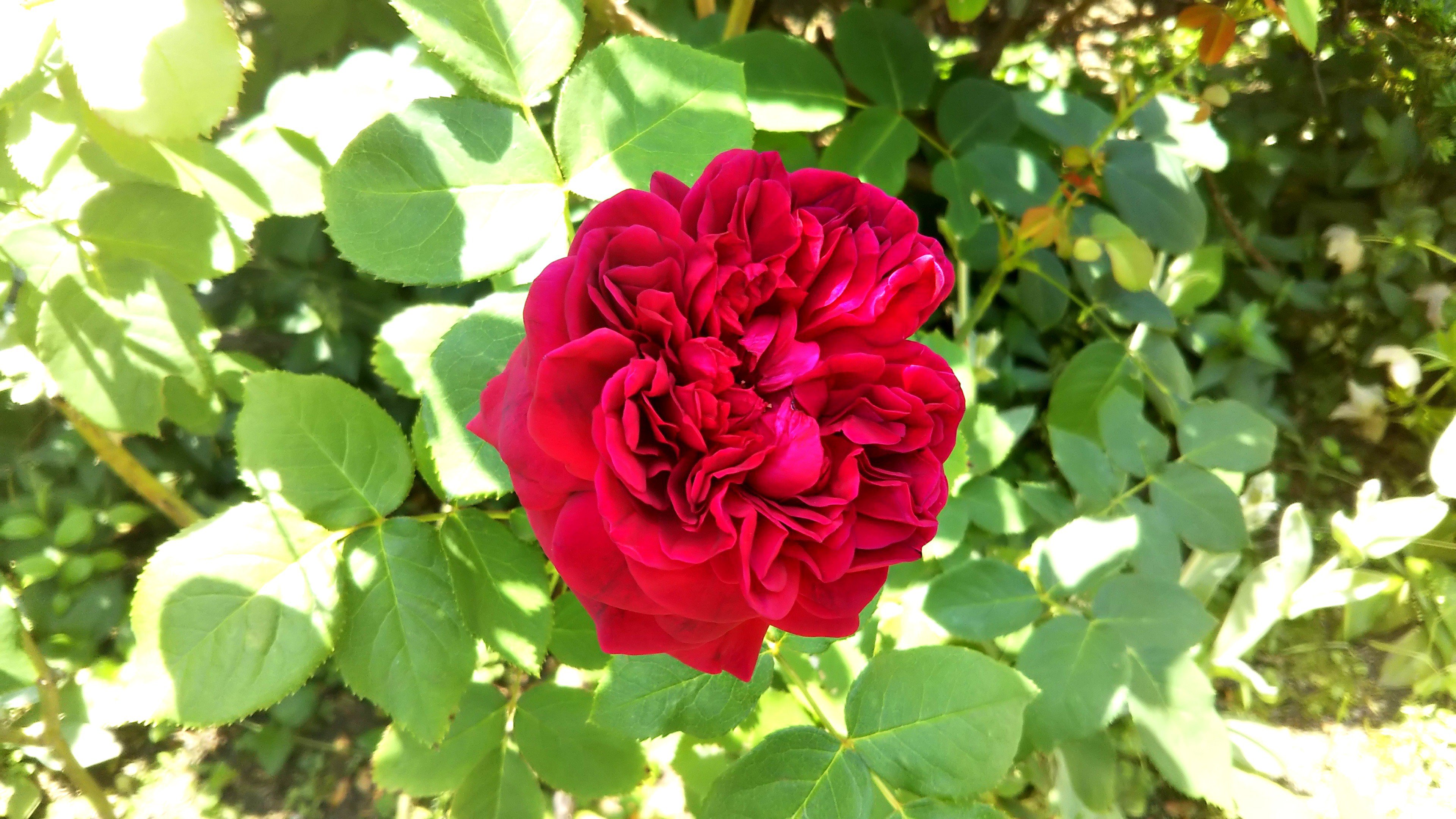 強香のクリムゾンレッド ウィリアム シェークスピア00 このバラが欲しい 情熱庭園