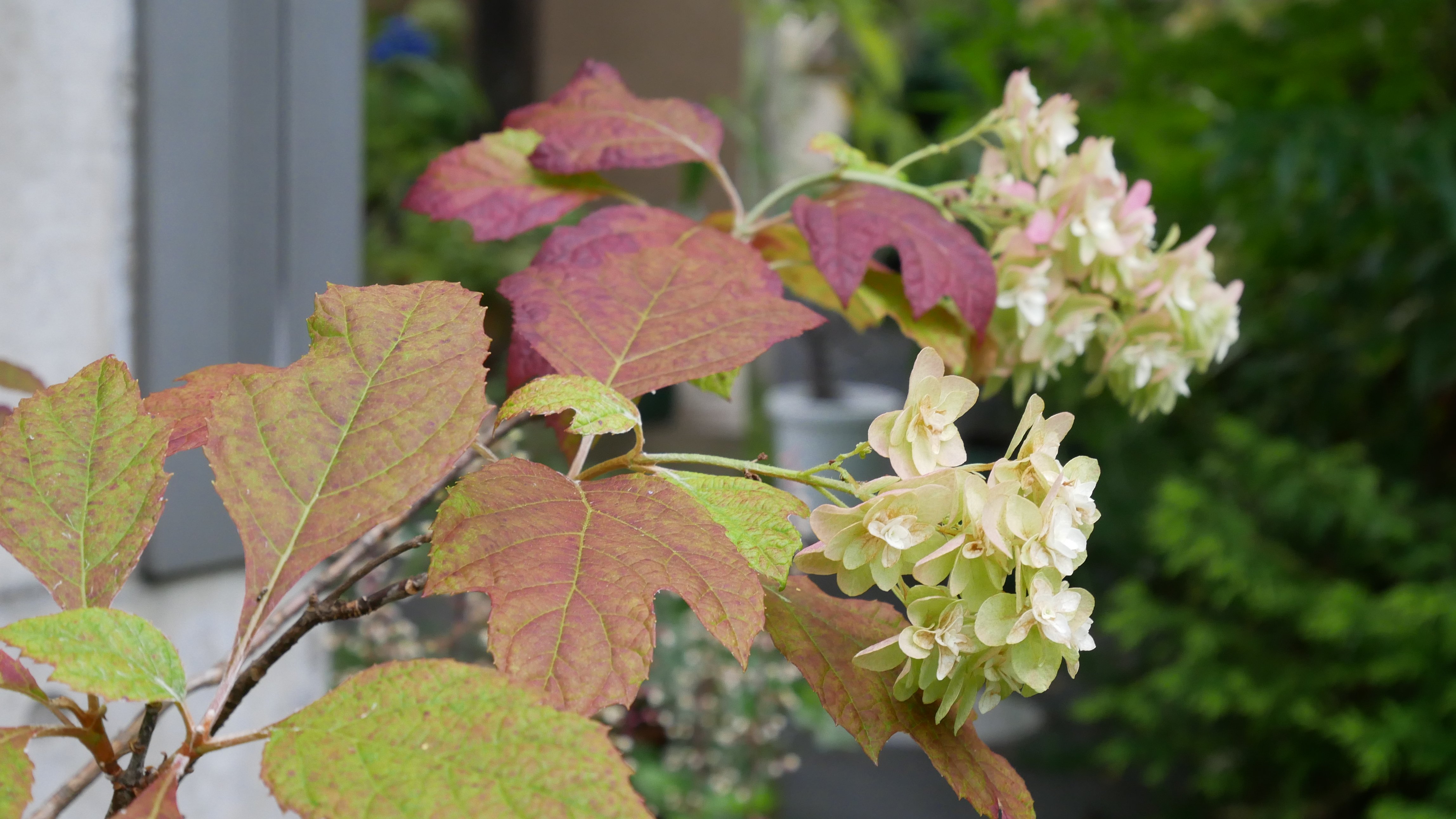 カシワバアジサイは紅葉が渋いので枯れた花は適当に処分