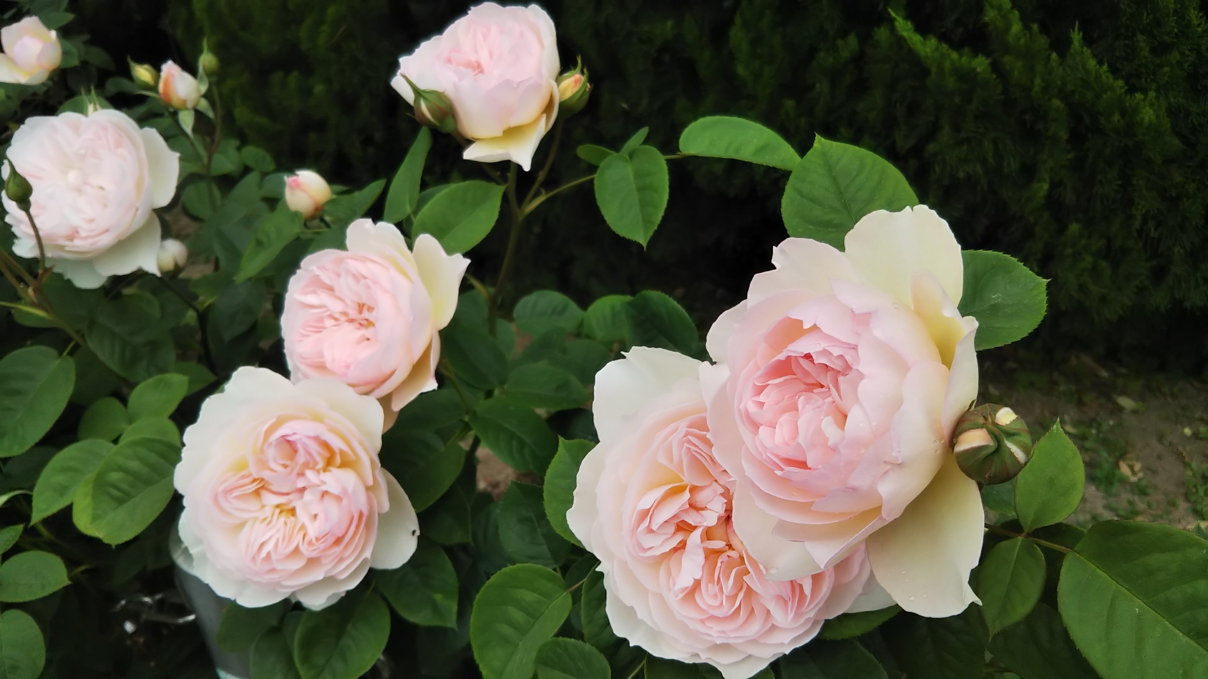 強香で育てやすい ジェントルハーマイオニー このバラが欲しい 情熱庭園