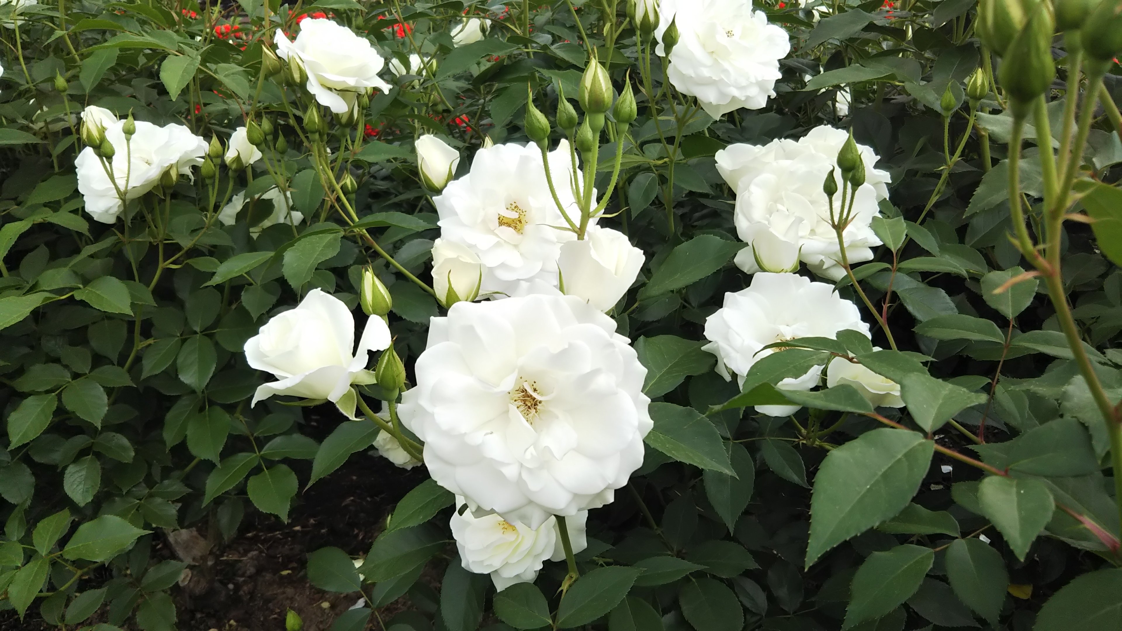 白バラ【アイスバーグ】純白の房咲きが美しい