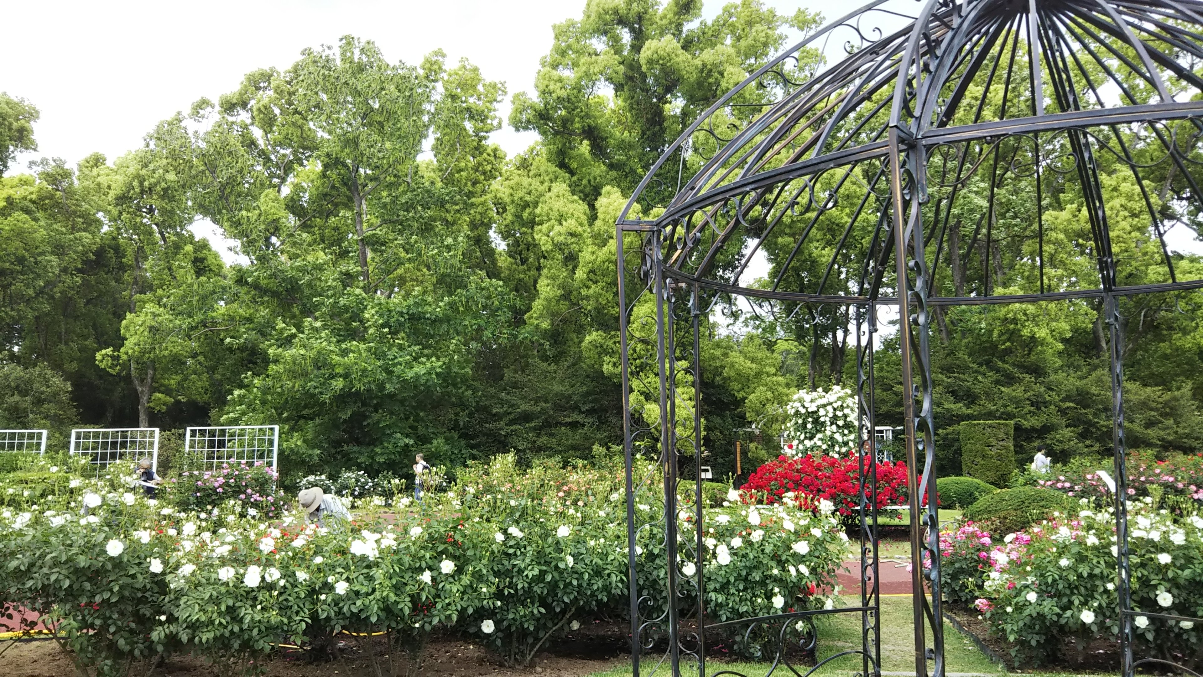 京都植物園のメインのゾーンを飾る白バラ【アイスバーグ】
