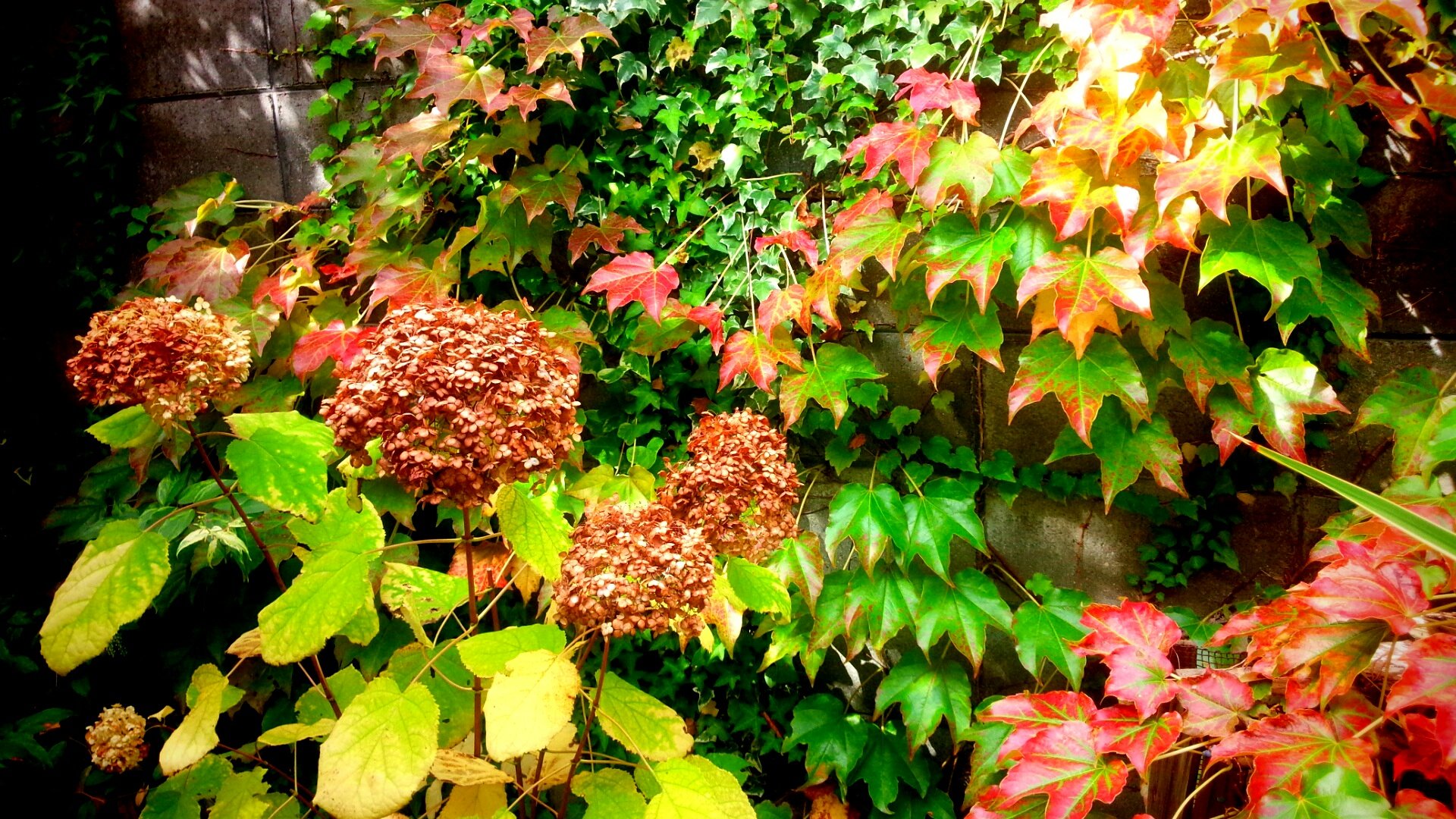 10月下旬の【アナベル】ナツヅタの紅葉と混ざりより一層美しい