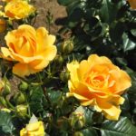 ドイツのバラ【ゴルデルゼ】中之島公園 バラ園にて☺️ｲｲﾈ