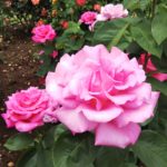 ピンクのバラ【パフューム デライト】府立植物園 バラ園にて☺️ｲｲﾈ