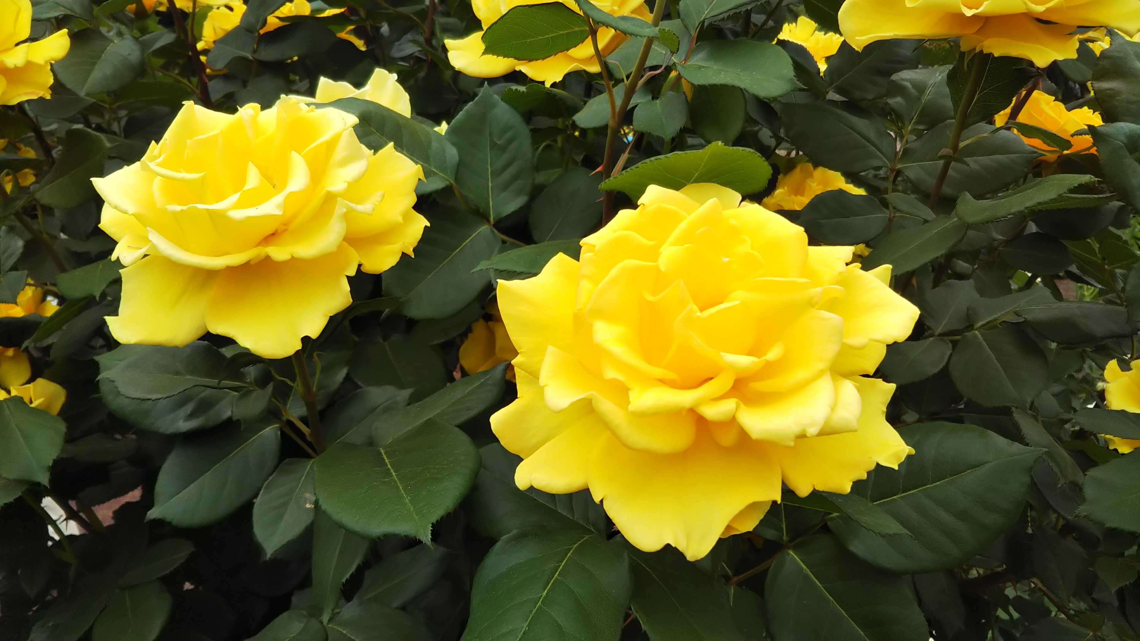 黄バラの傑作【ヘンリー フォンダ】京都府立植物園 バラ園にて☺️ｲｲﾈ 